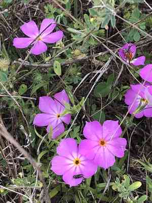 Goldeneye phlox(Phlox roemeriana)