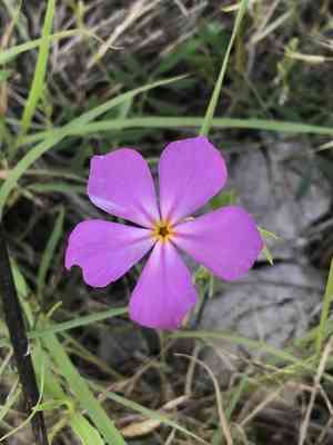 Goldeneye phlox(Phlox roemeriana)