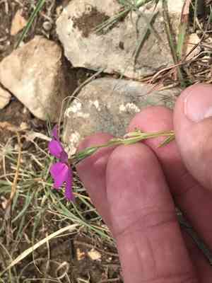 Goldeneye phlox(Phlox roemeriana)
