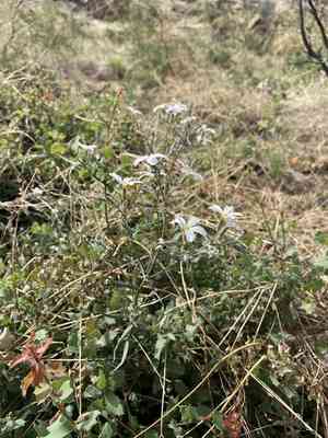 Santa catalina mountain phlox(Phlox tenuifolia)