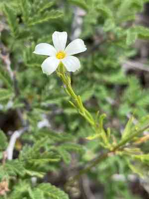 Santa catalina mountain phlox(Phlox tenuifolia)