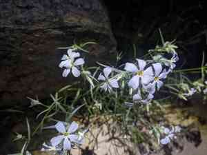 Santa catalina mountain phlox(Phlox tenuifolia)