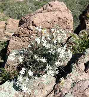 Santa catalina mountain phlox(Phlox tenuifolia)