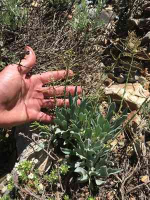 Daggerpod(Phoenicaulis cheiranthoides)