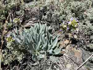 Daggerpod(Phoenicaulis cheiranthoides)