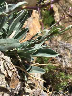 Daggerpod(Phoenicaulis cheiranthoides)