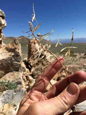 Daggerpod(Phoenicaulis cheiranthoides)