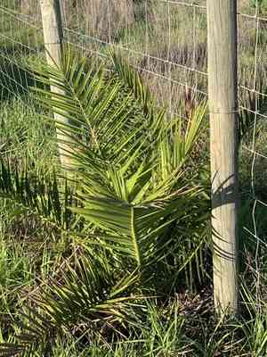 Canary island date palm(Phoenix canariensis)