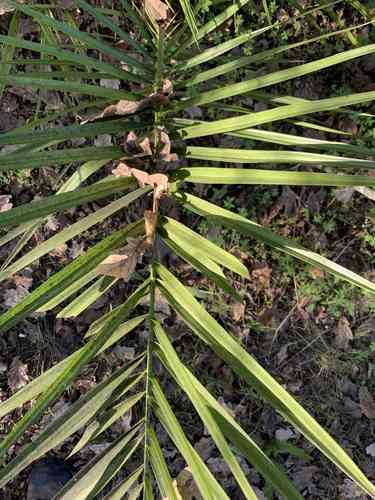 Canary island date palm(Phoenix canariensis)