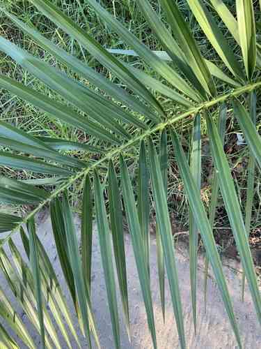 Canary island date palm(Phoenix canariensis)