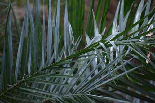 Canary island date palm(Phoenix canariensis)
