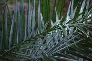 Canary island date palm(Phoenix canariensis)