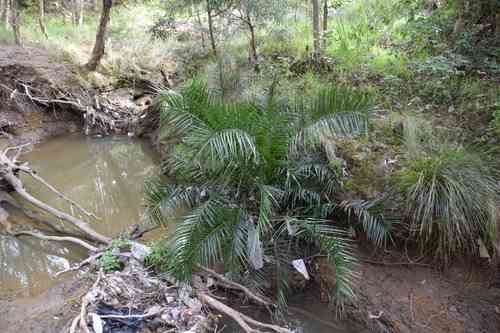 Canary island date palm(Phoenix canariensis)