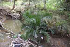 Canary island date palm(Phoenix canariensis)