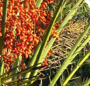 Wild date palm(Phoenix sylvestris)