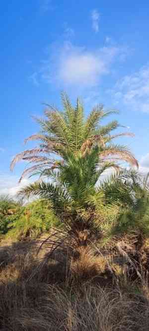 Wild date palm(Phoenix sylvestris)