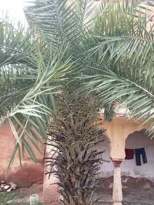 Wild date palm(Phoenix sylvestris)