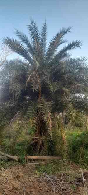 Wild date palm(Phoenix sylvestris)