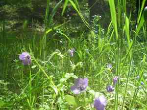 Blue fiesta flower(Pholistoma auritum)