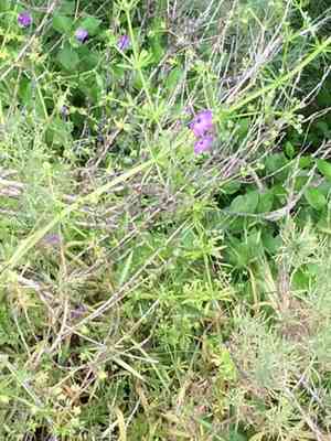 Blue fiesta flower(Pholistoma auritum)