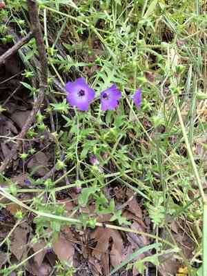 Blue fiesta flower(Pholistoma auritum)