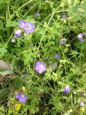 Blue fiesta flower(Pholistoma auritum)
