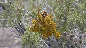Bollean mistletoe(Phoradendron bolleanum)
