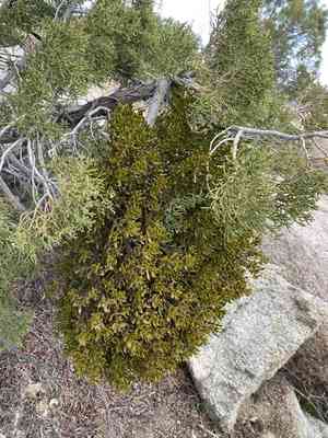 Bollean mistletoe(Phoradendron bolleanum)