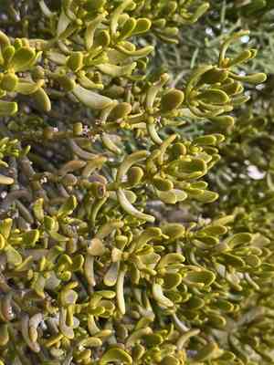 Bollean mistletoe(Phoradendron bolleanum)