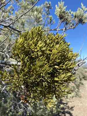Bollean mistletoe(Phoradendron bolleanum)