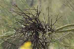 Desert Mistletoe(Phoradendron californicum)