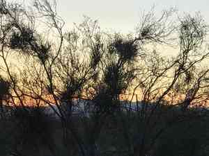 Desert Mistletoe(Phoradendron californicum)