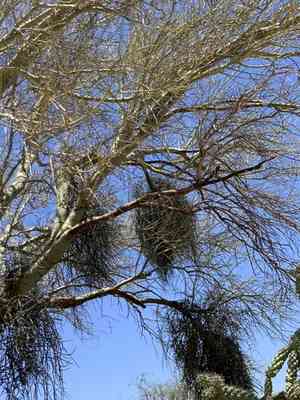 Desert Mistletoe(Phoradendron californicum)