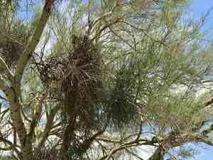 Desert Mistletoe(Phoradendron californicum)