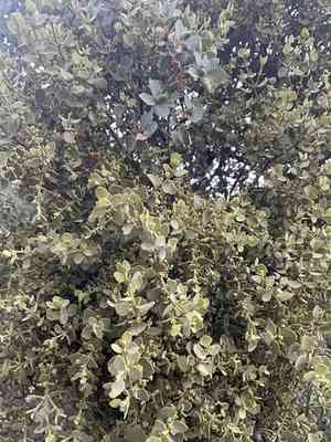 Cory's mistletoe(Phoradendron coryae)