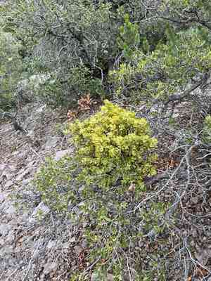 Cory's mistletoe(Phoradendron coryae)