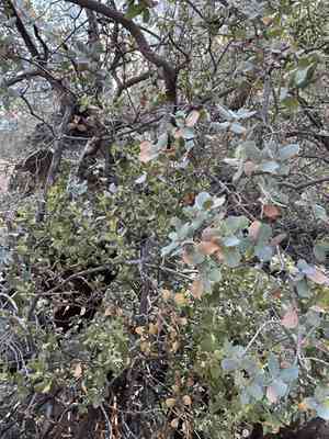 Cory's mistletoe(Phoradendron coryae)