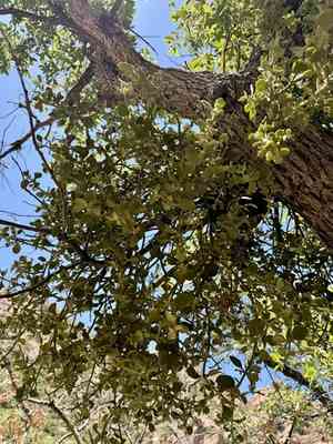 Cory's mistletoe(Phoradendron coryae)