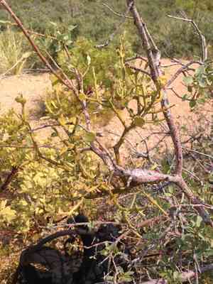 Cory's mistletoe(Phoradendron coryae)