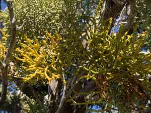 Juniper mistletoe(Phoradendron juniperinum)