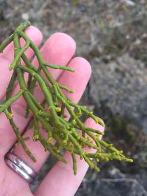 Juniper mistletoe(Phoradendron juniperinum)