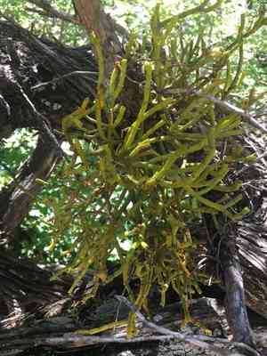 Juniper mistletoe(Phoradendron juniperinum)