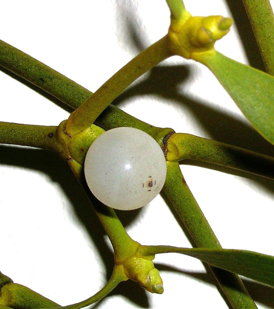 American mistletoe