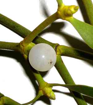 American mistletoe(Phoradendron leucarpum)