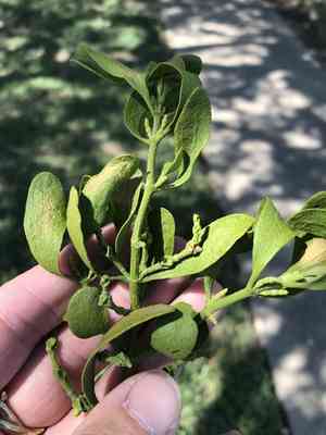American mistletoe(Phoradendron leucarpum)
