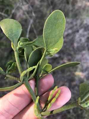 American mistletoe(Phoradendron leucarpum)