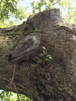 American mistletoe(Phoradendron leucarpum)