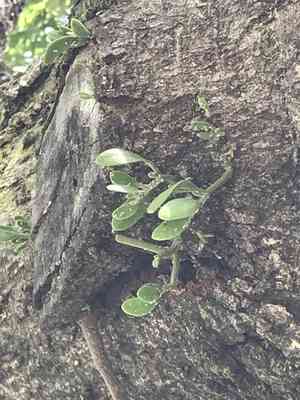 American mistletoe(Phoradendron leucarpum)