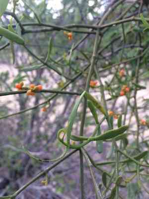Quacimmila de canario(Phoradendron quadrangulare)