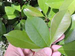 Red tip photinia(Photinia × fraseri)